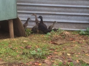 progress shot starting to grow adult feathers