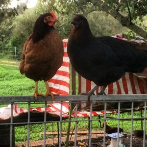 Ginger (Rogers) &               Audrey (Hepburn)