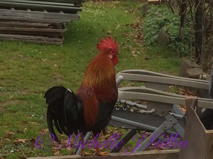 Frank (Woodley) THE ROOSTER. It's a tough job getting a great photo - he is like a three year old "NO DON'T TAKE MY PHOTO!"