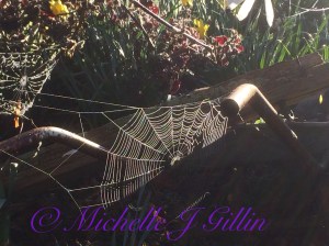 spider webs are one of my favourite things to photograph