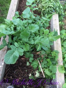 Project revamp rhubarb bed