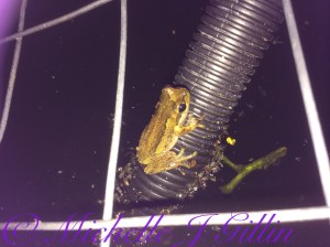 This tiny little amphibian & his friends are keeping us awake