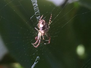 It's ALL GO in the garden