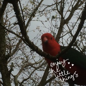 I was gladly interrupted by a 'fly in fly out' visit from Will & his Girl. He is such a handsome boy & I agree with his regal looks it was a good name the King Parrot.
